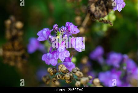 Lila Kaulquasche - Lila Kaulquasche - Linaria purea Stockfoto