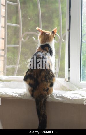 Orientalische dreifarbige Katze, die auf dem Fensterbrett sitzt und hinter das Fenster schaut Stockfoto