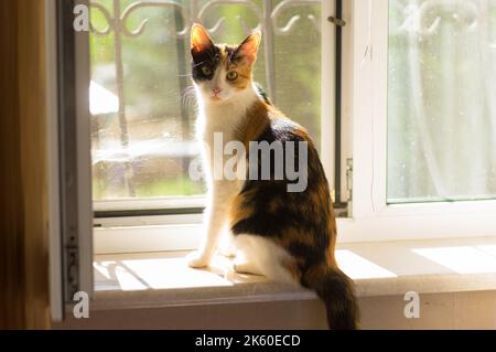 Indoor Portrait of Oriental three colored female CAT saiting on windowsill and eating small piece of sausage it found there Stockfoto
