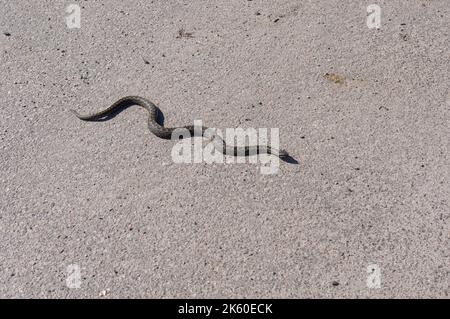 Kaltblütige Viper schlitternd auf asphaltierter Straße in Dnipro City, Ukraine Stockfoto
