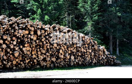 Die Pflege der Wälder erfordert auch das Fällen der Pflanzen, oft im Prags-Tal werden nach der Reinigung Stämme gestapelt begegnen Stockfoto