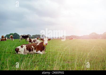 Kühe entspannten sich auf der Weide auf der grünen Wiese Stockfoto