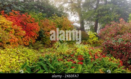 Herbstfarben in den Aberglasney Gardens Stockfoto