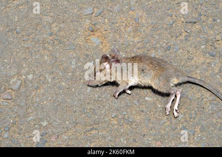 Der Leichnam einer Ratte, die auf der Straße lag, starb, als sie von einer Katze gebissen wurde Stockfoto