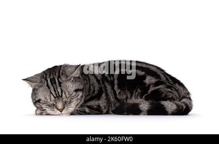 Schöne Erwachsene Britische Kurzhaar-Katze, die Seitenwege hinlegt. Die Augen schlossen sich und schliefen bei der Arbeit. Isoliert auf weißem Hintergrund. Stockfoto