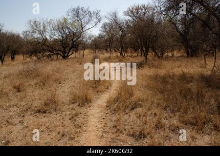 Bush Path führt durch das trockene Bush Veld in Südafrika - ein Spaziergang in der Wildnis Stockfoto