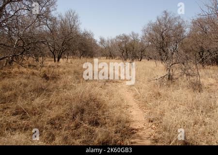 Bush Path führt durch das trockene Bush Veld in Südafrika - ein Spaziergang in der Wildnis Stockfoto