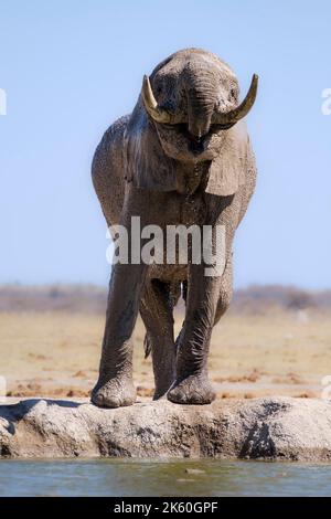 Elefant (Loxodonta africana) trinkt aus nächster Nähe, hebt seine Stoßzähne. Ein Tier, isoliert vor dem Hintergrund des Himmels. Nxai Pan, Botsuana, Afrika Stockfoto