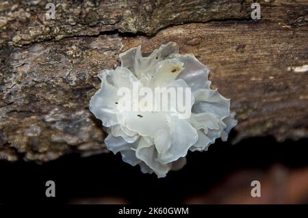 Der australische Weißhirngeleepilz tremella ficiformis wächst im nassen Herbst auf abgestorbenem Holz im subtropischen Regenwald von Queensland. Stockfoto