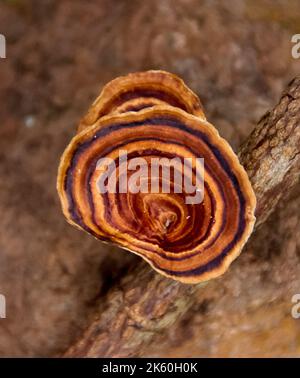 Gebänderter trichterförmiger australischer Pilz, gelbfüßiger Polypore (Microporus xantopus) im subtropischen Regenwald von Queensland. Stockfoto