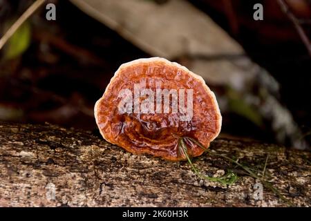 Nasser, trichterförmiger australischer Pilz, gelbfüßiger Polypore (Microporus xantopus) im subtropischen Regenwald von Queensland. Stockfoto