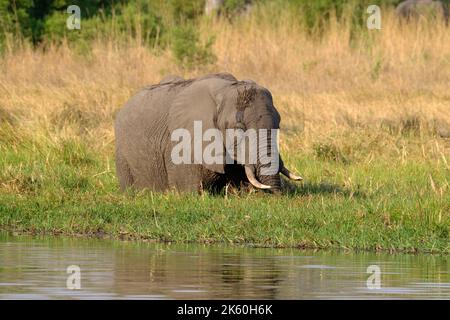 Elefant (Loxodonta africana) überquert das Wasser des Flusses Khwai. Okavango Delta, Botswana, Afrika Stockfoto