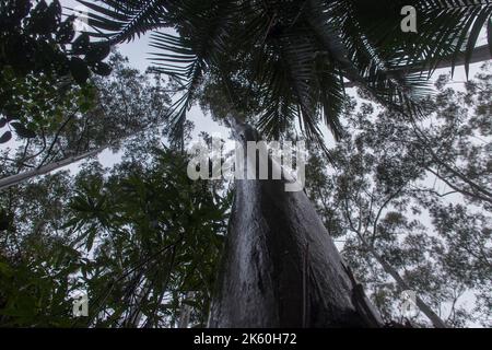 Baldachin des subtropischen Regenwaldes bei Regen. Schauen Sie nach oben glänzend nass glänzenden Baumstamm von Eukalyptus grandis zu grau nebligen Himmel. Queensland, Australien Stockfoto