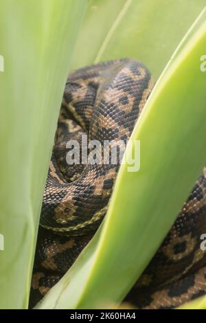 Australische Teppichpython, Morelia spilota, zusammengerollt, ruht zwischen den Blättern der sukulenten Fuchsenschwanz-Agave, Agave attenuata, im Garten in Queensland. Stockfoto