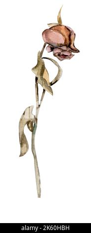 Aquarell handbemalte Rose welken Rose Stockfoto