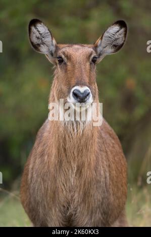 Weiblicher Defassa-Wasserbock im Gras, Kobus ellipsiprymnus defassa, Masai Mara National Park, Kenia Stockfoto