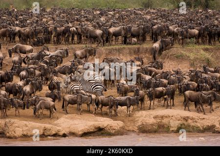 Weißbärtiger Gnus oder Blauer Gnus und Burchell’s Zebras oder Plains Zebras überqueren den Mara-Fluss, den Masai Mara National Park, Kenia Stockfoto