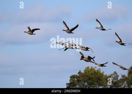 Vögel im Staveley Nature Reserve im Flug Stockfoto