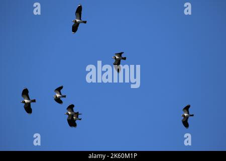 Vögel im Staveley Nature Reserve im Flug Stockfoto