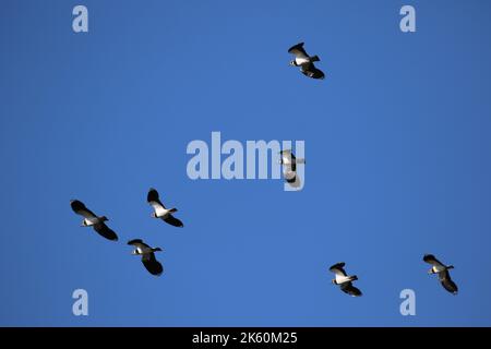 Vögel im Staveley Nature Reserve im Flug Stockfoto