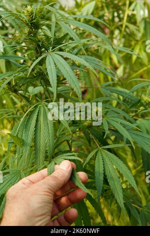 Marihuana. Cannabis Sativa. Stockfoto