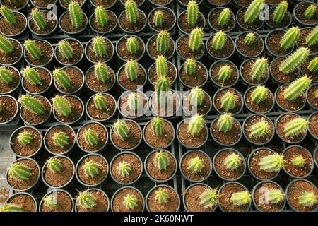 Kaktus zum Verkauf. Cereus sp. Stockfoto