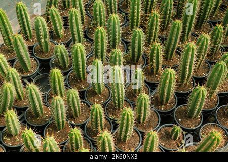 Kaktus zum Verkauf. Cereus sp. Stockfoto