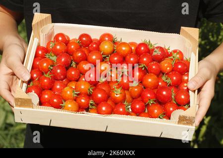Kirschtomaten pflücken. Stockfoto