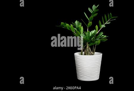 Bild einer Zimmerpflanze in einem Topf Zamioculcas auf schwarzem Hintergrund Stockfoto