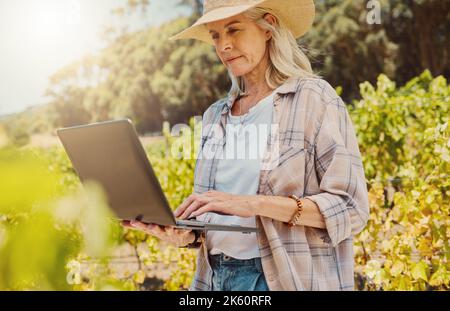 Ein ernsthafter älterer Landwirt, der einen Laptop auf einem Weinberg hält und benutzt. Ältere kaukasische Frau, die im Internet um ihre Ernte surft und auf Wein produziert Stockfoto