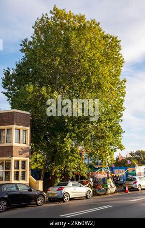 Brighton UK 11. October 2022 - Aktivisten, die als Shoreham Poplar Front bekannt sind, versuchen, einen bekannten Pappelbaum in Shoreham-by-Sea in der Nähe von Brighton vor dem Abschneiden durch Entwickler und den Adur District Council zu bewahren, um Platz für Wohnungen zu schaffen. : Credit Simon Dack / Alamy Live News Stockfoto