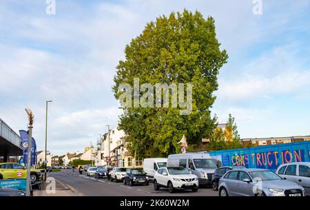 Brighton UK 11. October 2022 - Aktivisten, die als Shoreham Poplar Front bekannt sind, versuchen, einen bekannten Pappelbaum in Shoreham-by-Sea in der Nähe von Brighton vor dem Abschneiden durch Entwickler und den Adur District Council zu bewahren, um Platz für Wohnungen zu schaffen. : Credit Simon Dack / Alamy Live News Stockfoto