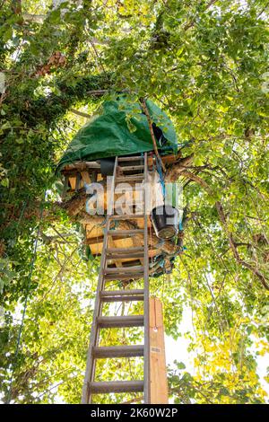 Brighton UK 11. October 2022 - Aktivisten, die als Shoreham Poplar Front bekannt sind, versuchen, einen bekannten Pappelbaum in Shoreham-by-Sea in der Nähe von Brighton vor dem Abschneiden durch Entwickler und den Adur District Council zu bewahren, um Platz für Wohnungen zu schaffen. : Credit Simon Dack / Alamy Live News Stockfoto