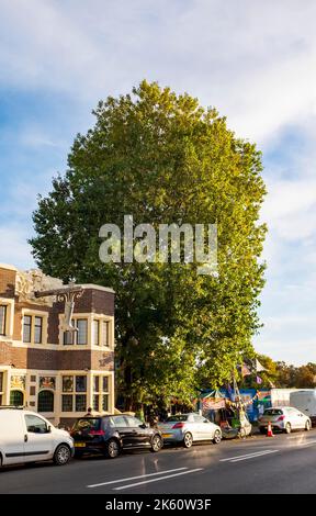 Brighton UK 11. October 2022 - Aktivisten, die als Shoreham Poplar Front bekannt sind, versuchen, einen bekannten Pappelbaum in Shoreham-by-Sea in der Nähe von Brighton vor dem Abschneiden durch Entwickler und den Adur District Council zu bewahren, um Platz für Wohnungen zu schaffen. : Credit Simon Dack / Alamy Live News Stockfoto