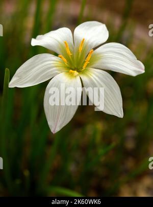 Eine einzige weiße Blüte von Zphyranthe Candida. Stockfoto