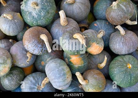 Viele dunkelgrüne japanische Kabocha-Squashes Stockfoto