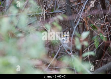 Weißkehlspatzen versteckt sich in einem Busch in New York Stockfoto