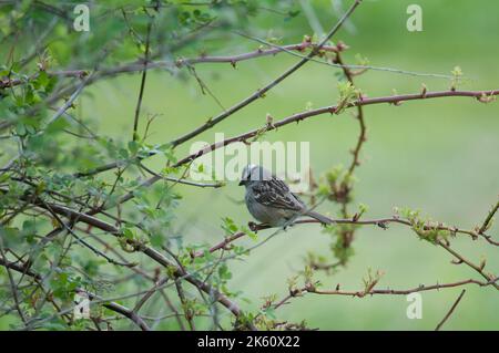 Der weißgekrönte Sparrow thronte im Frühjahr in New York auf einem kleinen Zweig Stockfoto