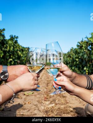 Vermentino Wein. Junge Jungen stoßen mit einem Glas Weißwein in den Reihen eines Weinbergs an. Lifestyle, Essen und Trinken. Stockfoto