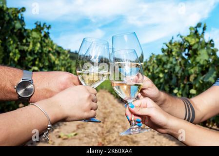 Vermentino Wein. Junge Jungen stoßen mit einem Glas Weißwein in den Reihen eines Weinbergs an. Lifestyle, Essen und Trinken. Stockfoto