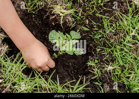 Hände des Kindes Pflanzen eine Pflanze, Nahaufnahme der Hände des Kindes, die ein Loch in den Boden graben. Stockfoto