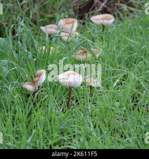 Feenring-Pilz im feuchten Gras Stockfoto