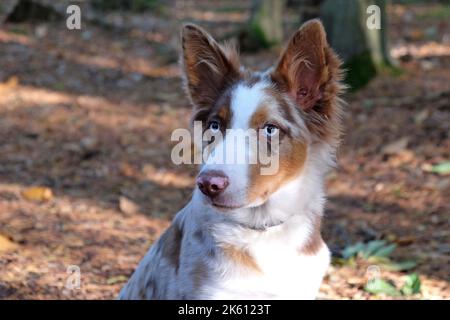 Ein dreifarbiger roter Merle Border Collie fünf Monate alter Welpe, im Wald. Stockfoto