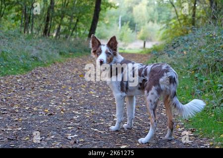 Ein dreifarbiger roter Merle Border Collie fünf Monate alter Welpe, im Wald. Stockfoto