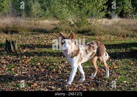 Ein dreifarbiger roter Merle Border Collie fünf Monate alter Welpe, im Wald. Stockfoto