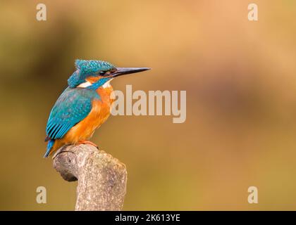 Nahaufnahme eines wilden, britischen eisvogels (Alcedo atthis), der isoliert draußen auf einem Uferposten mit Kopierraum thront. Stockfoto