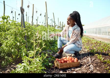 Besorgter Landwirt, der die Bodenqualität überprüft. Landwirt ist nicht sicher, ob er die Schmutzqualität überprüft. Junger Bauer erntet Bio-Tomaten. afroamerikanische Farmer-Kontrolle Stockfoto