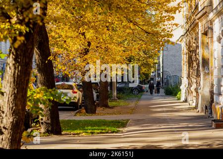 Herbstlaub in Bäumen am Bürgersteig in der Stadt Stockfoto