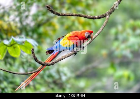 Scharlachrote Aras (Ara macao), die auf einem Baum thront. Quepos, Tierwelt und Vogelbeobachtung in Costa Rica. Stockfoto