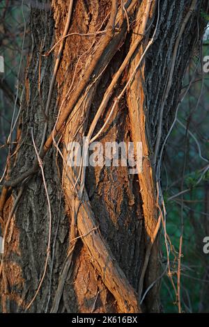 Baumstamm erwürgt durch schleichende Pflanze Stockfoto